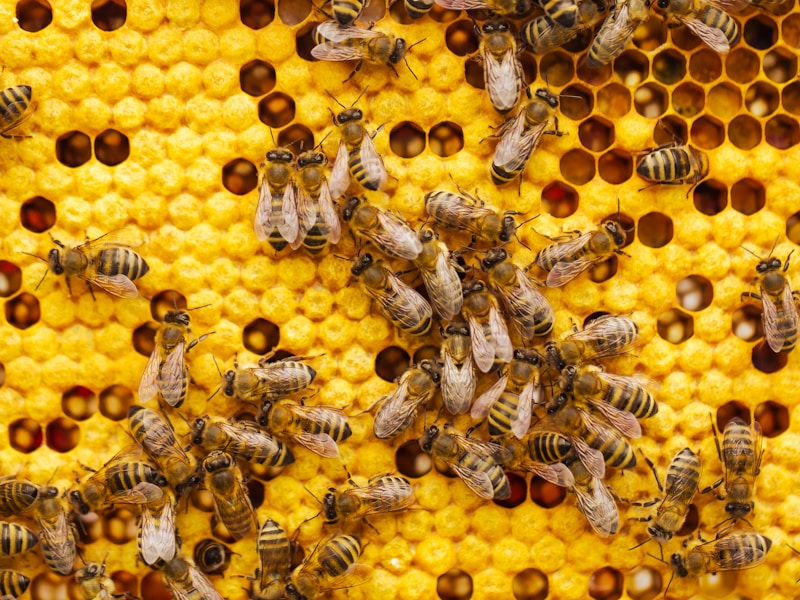 Italian bee colony