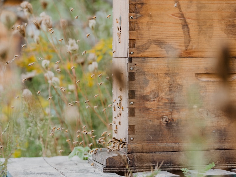 BZZ Premium Hive